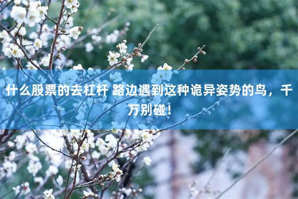 什么股票的去杠杆 路边遇到这种诡异姿势的鸟，千万别碰！